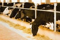 Dairy cows in a feedlot called Ã¢â¬Åcompost barnÃ¢â¬Â. The system aims to improve the comfort and well-being of the animals and to